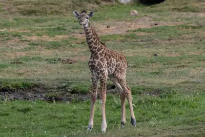 San Diego Zoo Safari Park welcomes birth of Masai giraffe calf