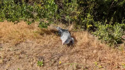 Protect your eggs: Gonzo lizard on the loose in the South Bay