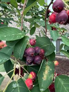 It’s serviceberry season. What the heck is a serviceberry?