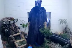 Orphaned cub finds comfort with teddy bear, costumed caregivers