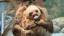 Como Zoo says its newborn sloth has died unexpectedly