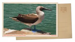 Greetings from the Galápagos Islands, where the blue-footed booby shows its colors