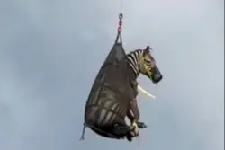 Ed, the runaway pet zebra, has been captured in Tennessee